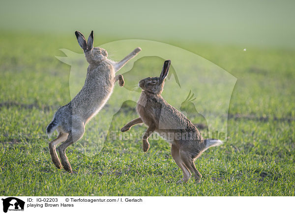 playing Brown Hares / IG-02203