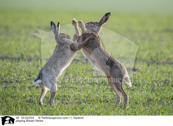 playing Brown Hares / IG-02204