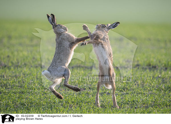 playing Brown Hares / IG-02209