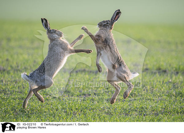 playing Brown Hares / IG-02210