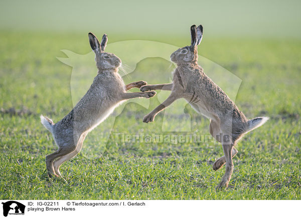 playing Brown Hares / IG-02211