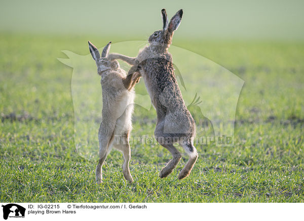 playing Brown Hares / IG-02215