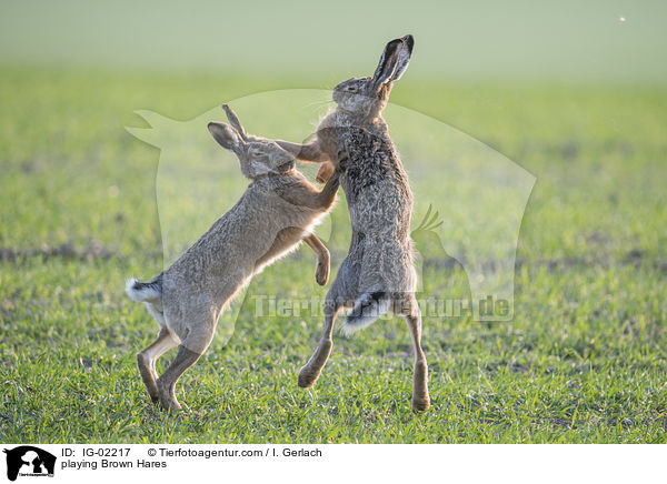 spielende Feldhasen / playing Brown Hares / IG-02217