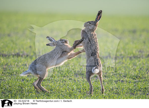 playing Brown Hares / IG-02218