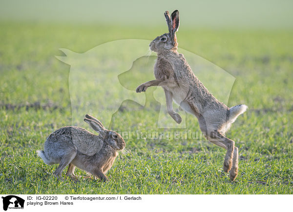 spielende Feldhasen / playing Brown Hares / IG-02220