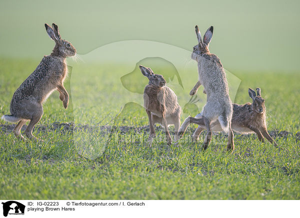 playing Brown Hares / IG-02223