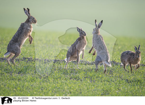playing Brown Hares / IG-02224