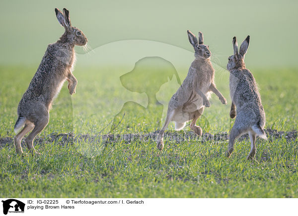 playing Brown Hares / IG-02225