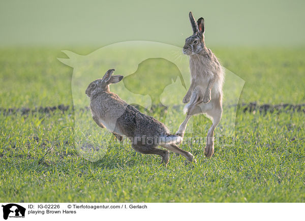 playing Brown Hares / IG-02226