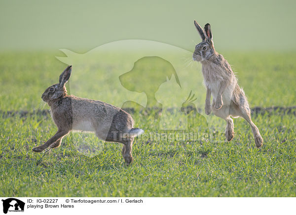 playing Brown Hares / IG-02227