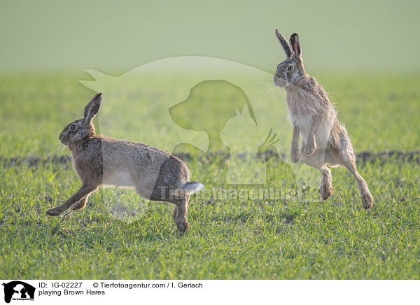 spielende Feldhasen / playing Brown Hares / IG-02227