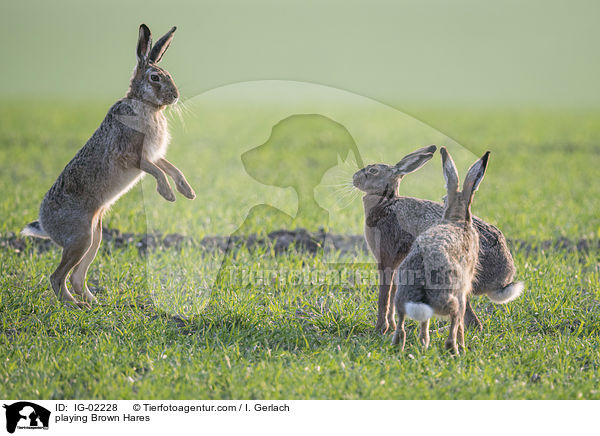 playing Brown Hares / IG-02228