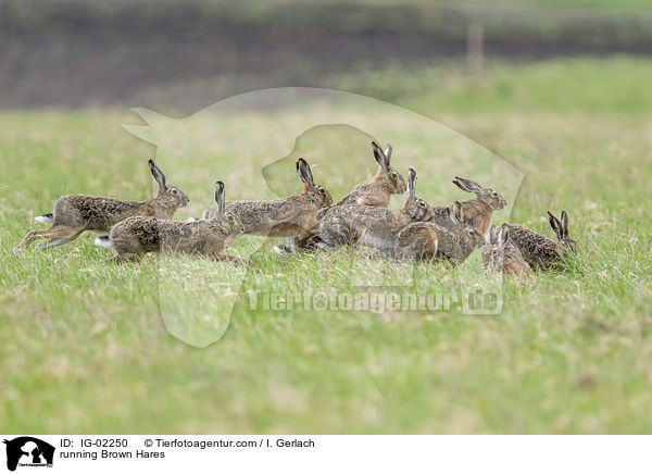 rennende Feldhasen / running Brown Hares / IG-02250
