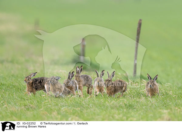 rennende Feldhasen / running Brown Hares / IG-02252