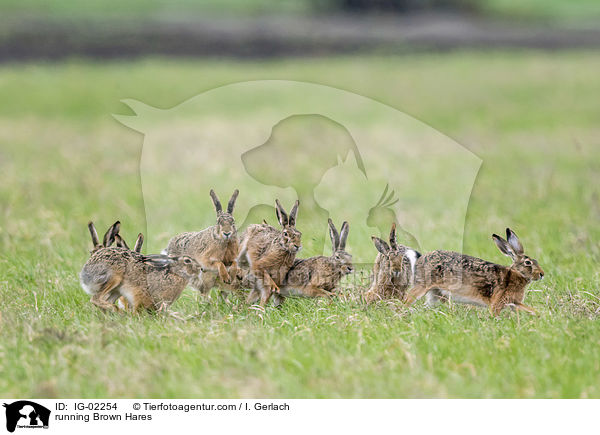 rennende Feldhasen / running Brown Hares / IG-02254