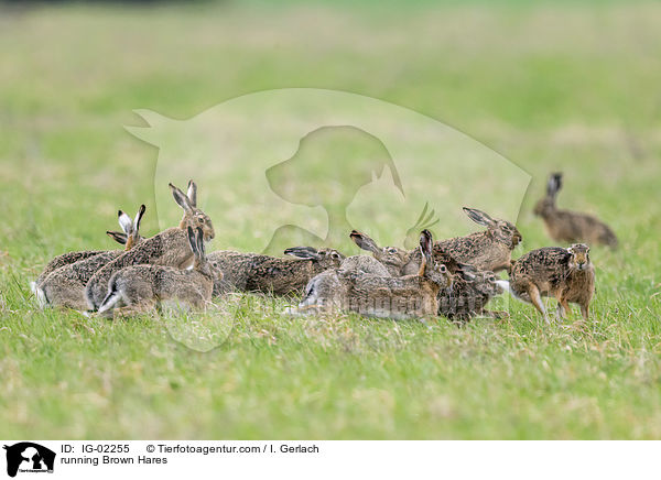 rennende Feldhasen / running Brown Hares / IG-02255