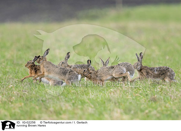 running Brown Hares / IG-02256