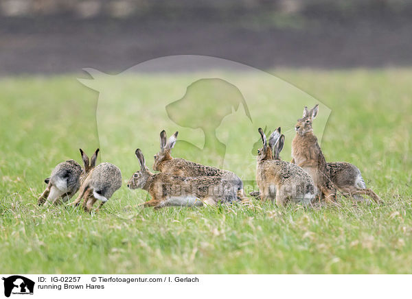 rennende Feldhasen / running Brown Hares / IG-02257