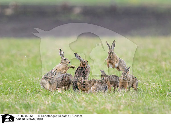 rennende Feldhasen / running Brown Hares / IG-02258