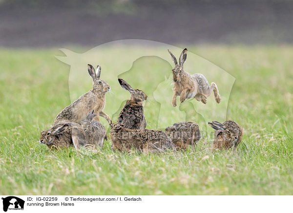 rennende Feldhasen / running Brown Hares / IG-02259