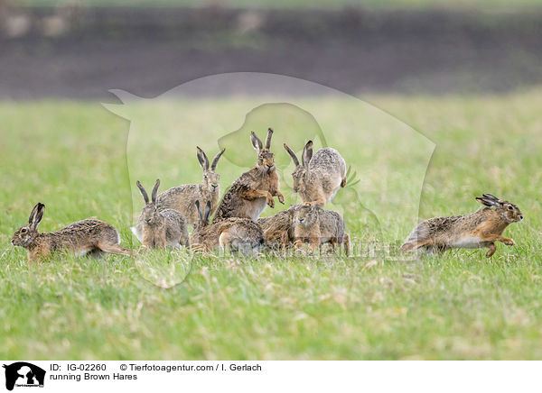 rennende Feldhasen / running Brown Hares / IG-02260