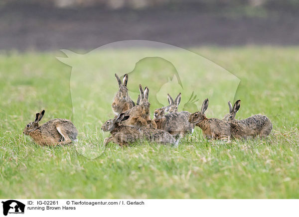running Brown Hares / IG-02261