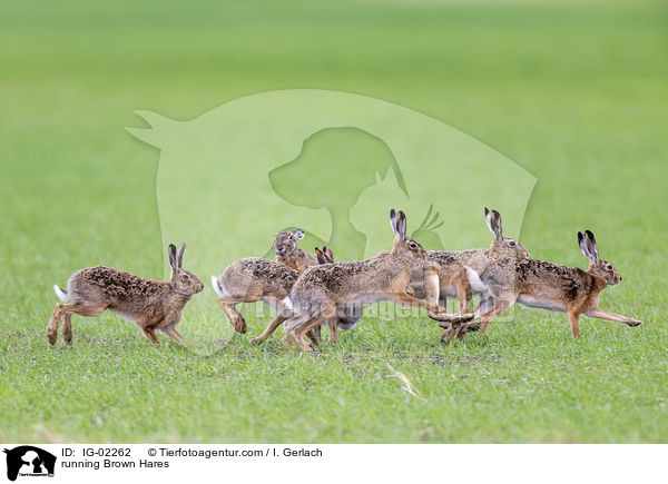 rennende Feldhasen / running Brown Hares / IG-02262