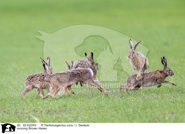 running Brown Hares / IG-02263