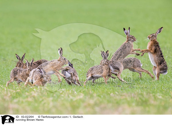 rennende Feldhasen / running Brown Hares / IG-02264