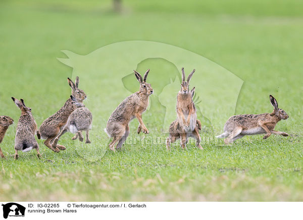 rennende Feldhasen / running Brown Hares / IG-02265