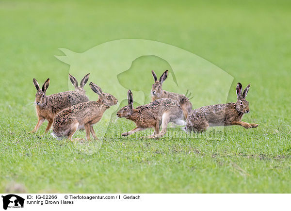 rennende Feldhasen / running Brown Hares / IG-02266