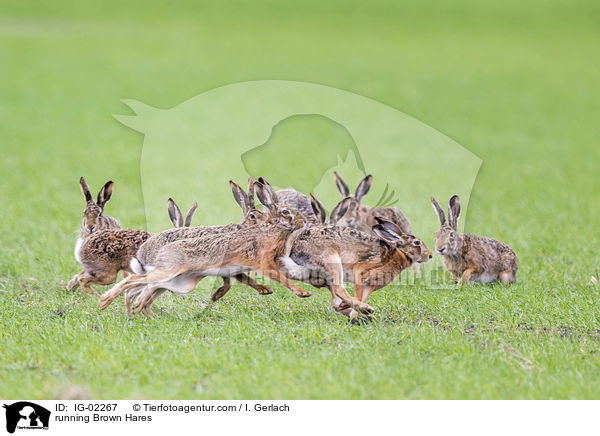 running Brown Hares / IG-02267