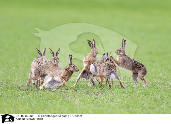 rennende Feldhasen / running Brown Hares / IG-02268