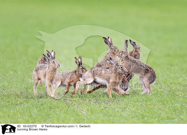 running Brown Hares / IG-02270