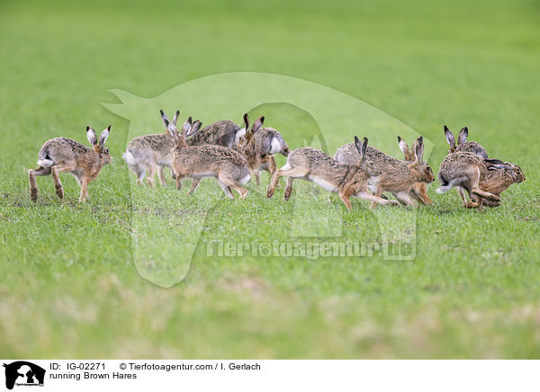 rennende Feldhasen / running Brown Hares / IG-02271