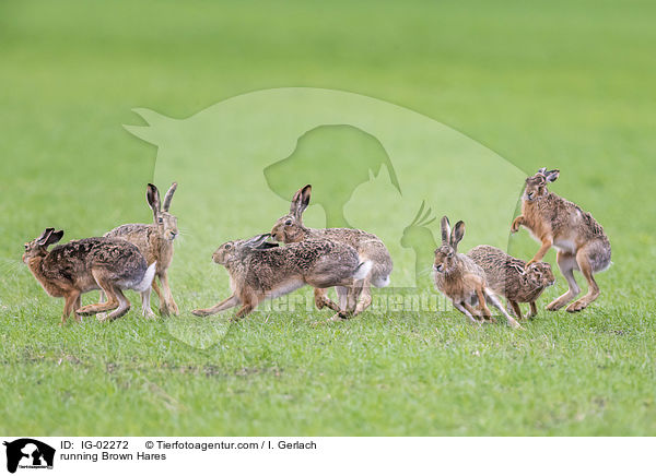 rennende Feldhasen / running Brown Hares / IG-02272