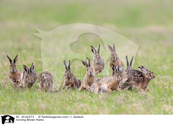 rennende Feldhasen / running Brown Hares / IG-02273