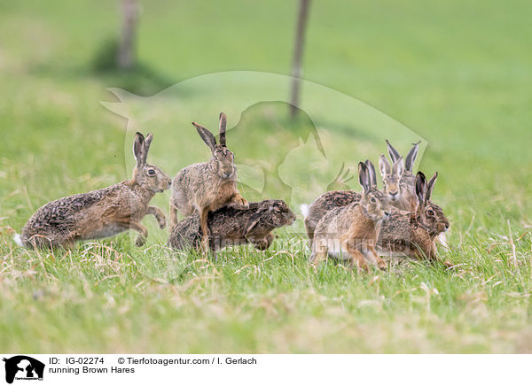 running Brown Hares / IG-02274