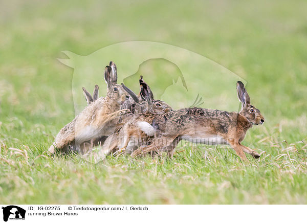 rennende Feldhasen / running Brown Hares / IG-02275