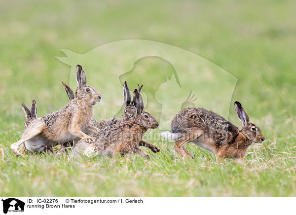 rennende Feldhasen / running Brown Hares / IG-02276