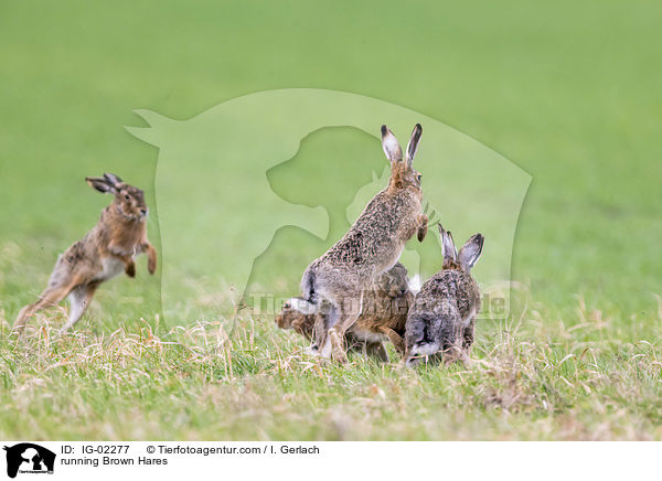 rennende Feldhasen / running Brown Hares / IG-02277