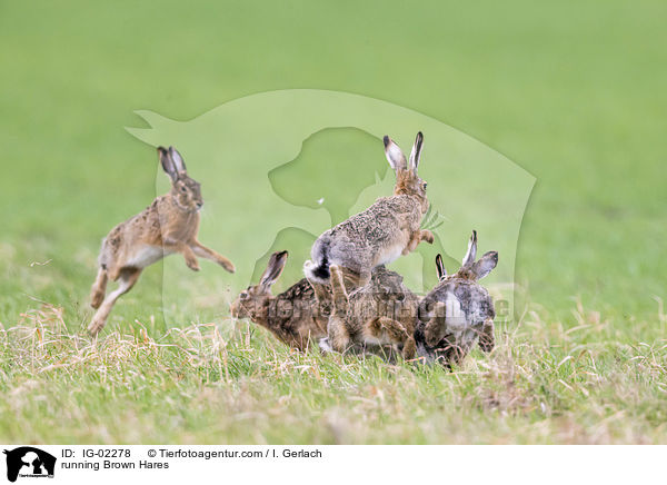 rennende Feldhasen / running Brown Hares / IG-02278