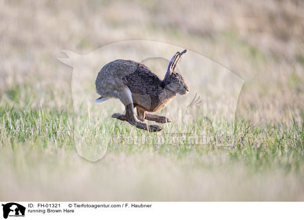 rennender Feldhase / running Brown Hare / FH-01321