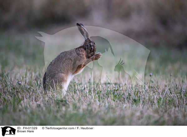 Brown Hare / FH-01329