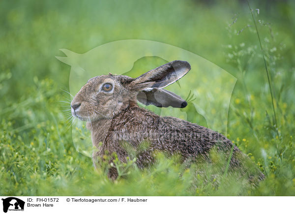 Brown Hare / FH-01572