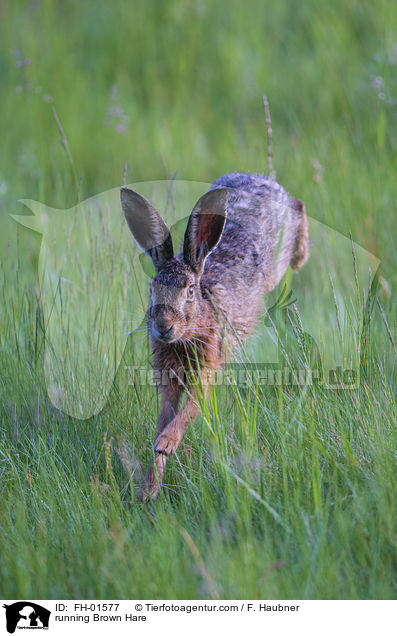 rennender Feldhase / running Brown Hare / FH-01577