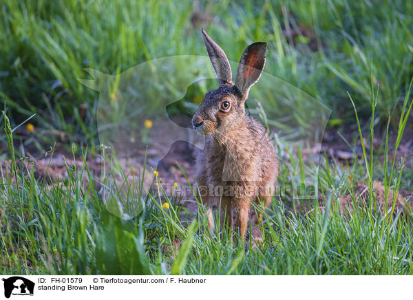 stehender Feldhase / standing Brown Hare / FH-01579