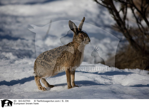 Feldhase / European brown hare / SO-02783