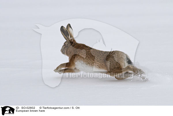 Feldhase / European brown hare / SO-02802