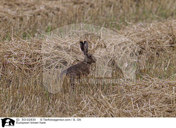 European brown hare / SO-02830